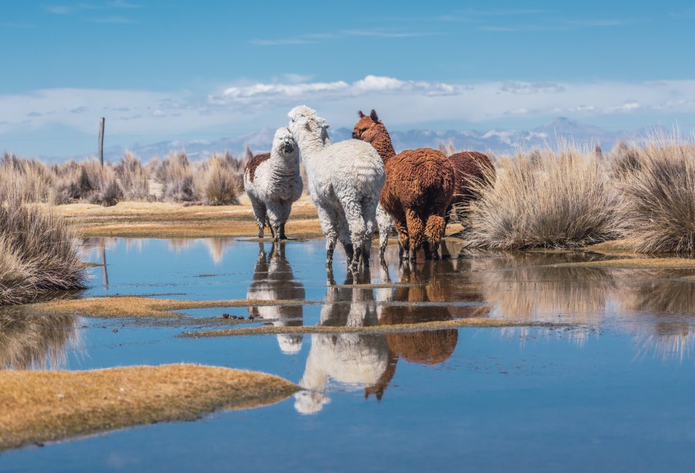 Abenteuerliche Fahrt über den Altiplano zum Salar de Uyuni